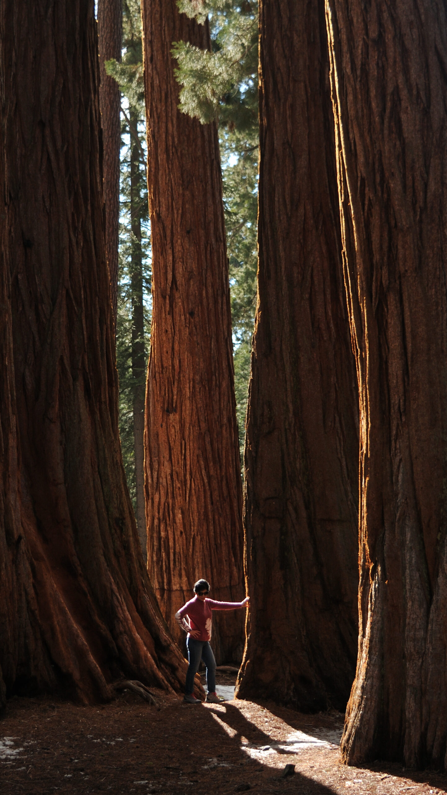 Sequoia National Park – Nam's 100 Days of Pictures